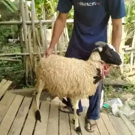 Domba gemuktapos