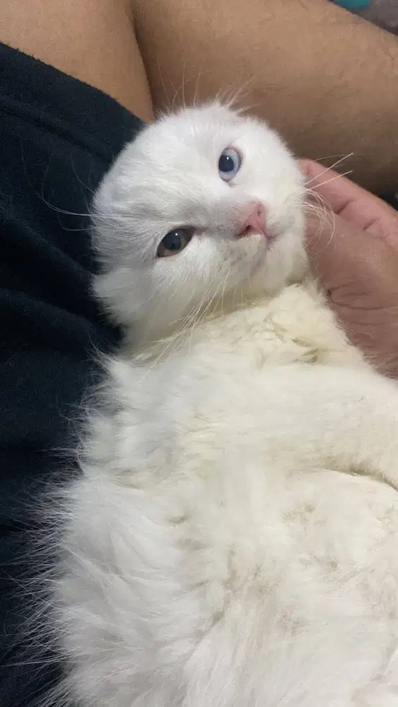 KUcing Angora Persia ODD EYE