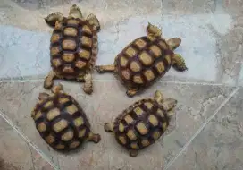 Promo promo kura sulcata