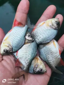 jual bibit ikan bawal kualitas unggul