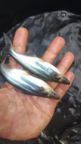 jual bibit ikan patin