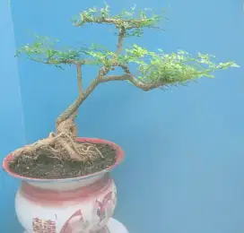 Pohon bonsai kawista batu