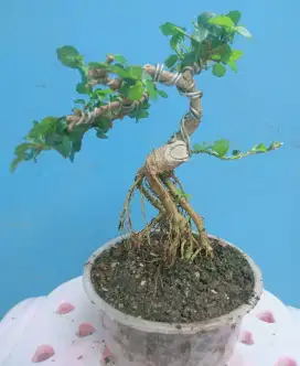 Pohon bonsai serut mame