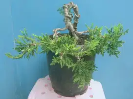 Bonsai Cemara sinensis