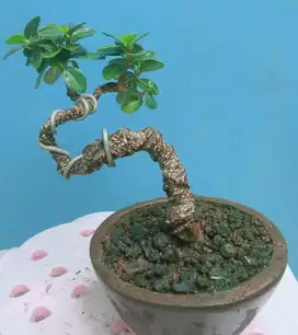 Pohon bonsai beringin mangkok vs kimeng