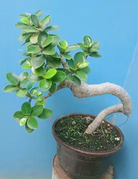 Bonsai beringin dolar