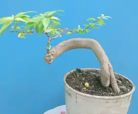 Pohon bonsai anting putri