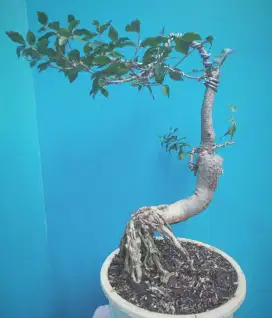 Pohon bonsai sakura mikro