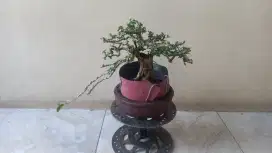 Bonsai sancang bogel small