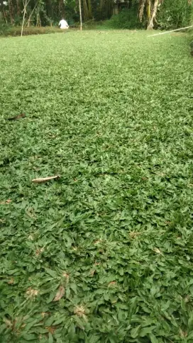 Tukang rumput gajah mini