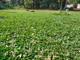 Petani rumput gajah mini rumput taman /meter