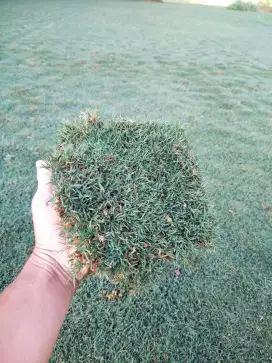 Petani rumput golf permeter