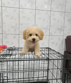 Puppy Maltipo dan Shihpo cakep Murah