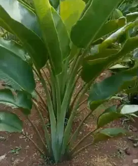 Pohon pisang kipas