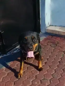 Rottweiler Betina