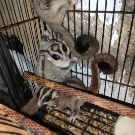 SUGAR GLIDER 3 ekor