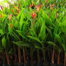 Jual pohon pisang heliconia