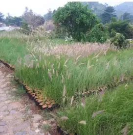 Jual pohon Ekor kuda / alang-alang / grasslove buntut kuda.