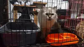 Titip kucing Ciledug Tangerang