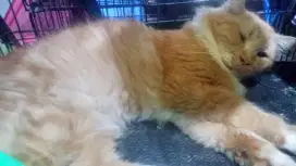 Penginapan kucing murah