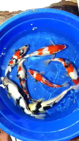 ikan koi hias Shiro, showa