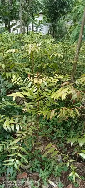 Pohon damar damar
