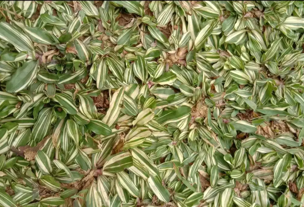 petani Rumput gajah putih/varigata