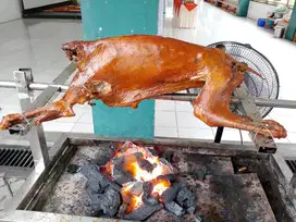 KAMBING GULING MURAH JOGJA