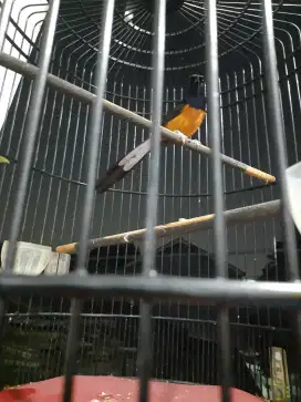 BURUNG MURAI JOSS GANDOS