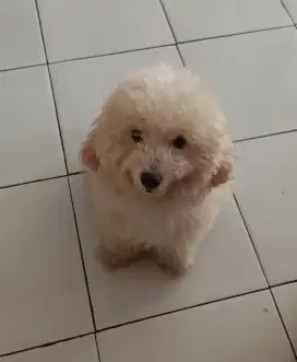 Poodle Jantan dan Betina