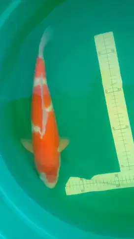 Ikan koi jenis Kohaku 43cm body jumbo