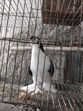 Dijual merpati lahorejantan bkn jacobin  santinet ayam