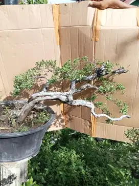 Bonsai Santigi Karang Mawar Super