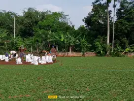 Juwar rumput untuk taman