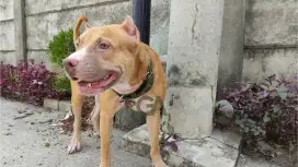 Jual Anjing Pitbull Jinak