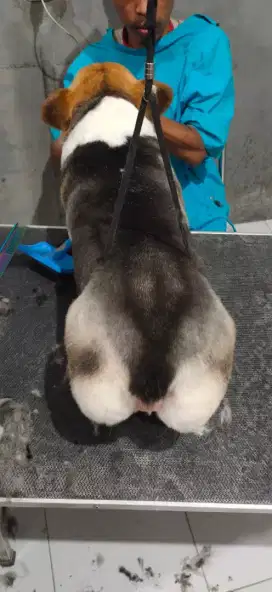 Grooming (Home service) anjing atau kucing dan cukur stylish