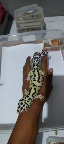 Gecko Morph Jungle Bold