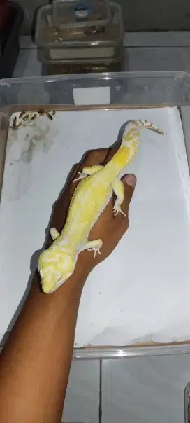 Gecko Morph Tremper Poss Snow albino