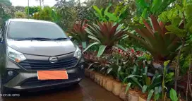 Jual Tanaman Bromelia Gaint dan Tanaman Lainnya