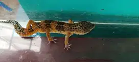 Leopard Gecko tokek import