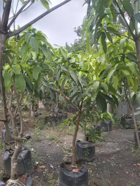 Pohon manggah koeni