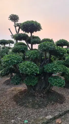 Jual Bonsai Taman dan Pohon Pule Untuk Taman, Tukang Taman