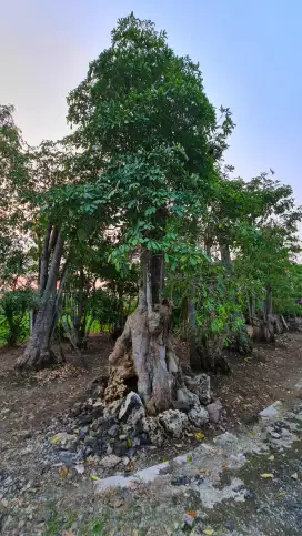 Jual Pohon Pule Exotis dan Bonsai Taman , Tukang Taman