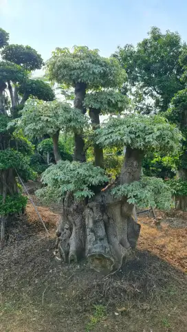 Jual Bonsai Randu Variegata, Bonsai Dolar, pohon Pule, Tukang Taman
