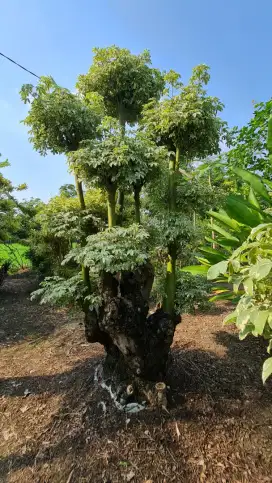 Jual Bonsai Taman dan Pohon Peneduh Taman, Tukang Taman