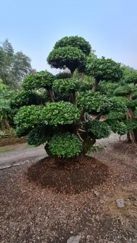 Jual Bonsai Taman dan pohon Perindang Untuk Taman, Tukang Taman