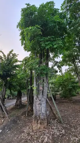 Jual Pohon Pule, Bonsai Serut, Bonsai Dolar, Randu, Tukang Taman