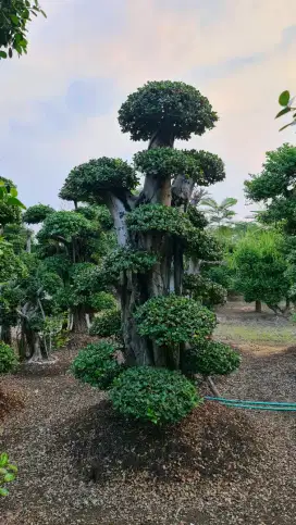 Jual Bonsai Serut, Dolar, Randu Variegata dan Pohon Pule, Tukang Taman