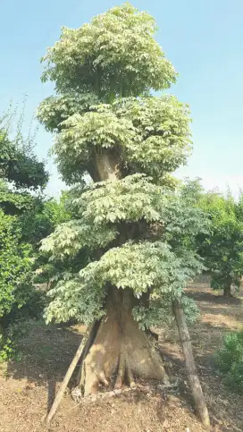 Jual Bonsai Randu Variegata, Bonsai Serut , Pohon Pule, Tukang Taman