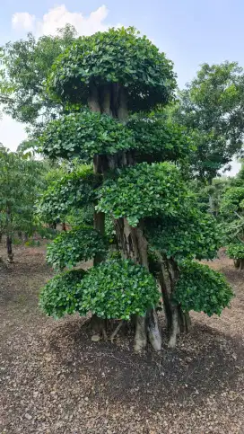 Jual Bonsai Taman dan Pohon Pule , Tukang Taman